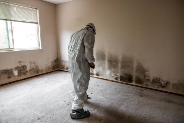 Why You Should Choose Our Mold Remediation Services in Jefferson Hills, PA